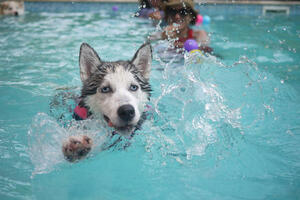 Bild vergrößern: Hundeschwimmtag im Waldschwimmbad