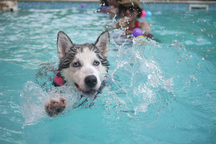 Hundeschwimmtag im Waldschwimmbad