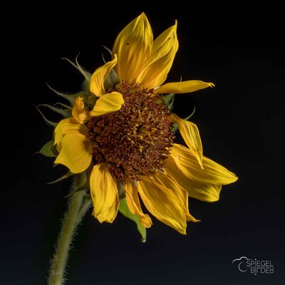 Bild vergrößern: Sonnenblume