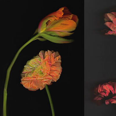 Bild vergrößern: "Flowershow" von Friederike Mühleck