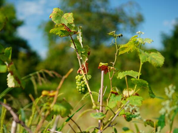 Bild vergr&ouml;&szlig;ern: Geschichtspfad - Weinbau