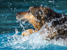 Bild vergrößern: Hundeschwimmen2