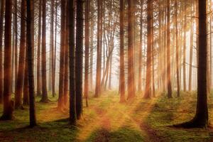 Bild vergrößern: Sonnenstrahlen im Wald.