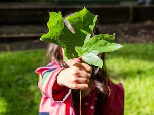 Bild vergrößern: Kind, das sich ein großes Blatt eines Baumes vor das Gesicht hält.