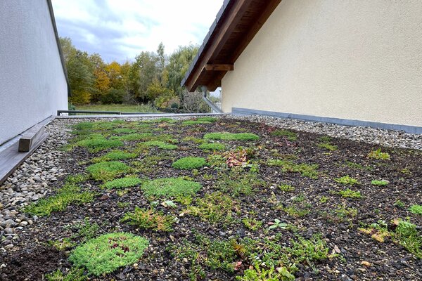 Beispiel des F&ouml;rderprogramms: Begr&uuml;nung eines Garagendachs im Dietzenbacher Westend