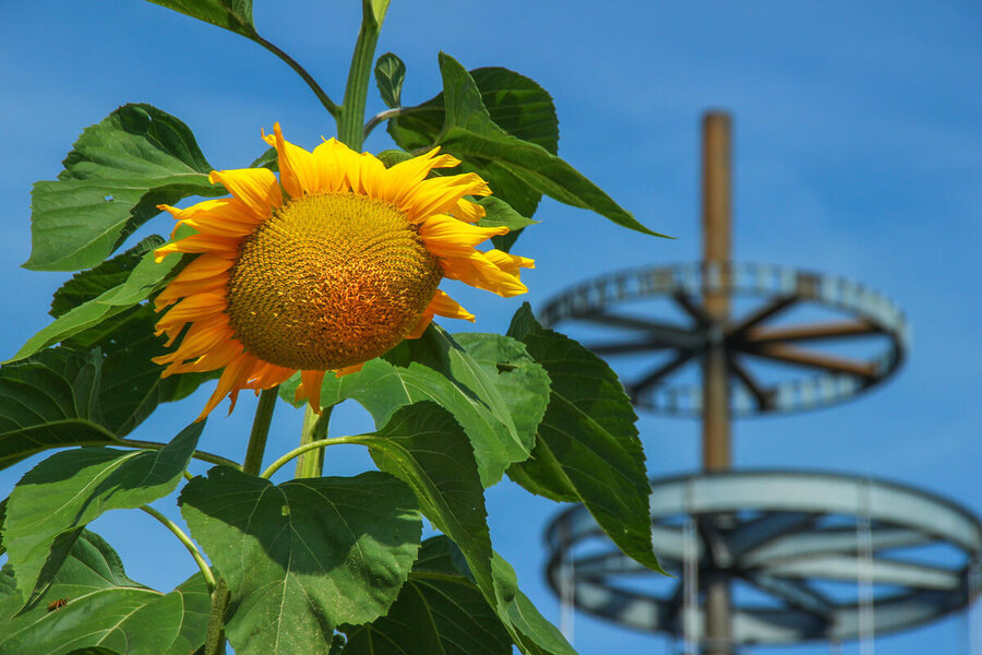 Klimabild_Sonnenblume