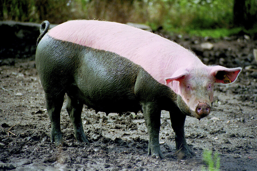Schwein