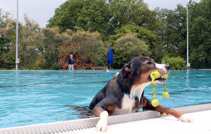 Bild vergr&ouml;&szlig;ern: Hundeschwimmen im Waldschwimmbad 2026