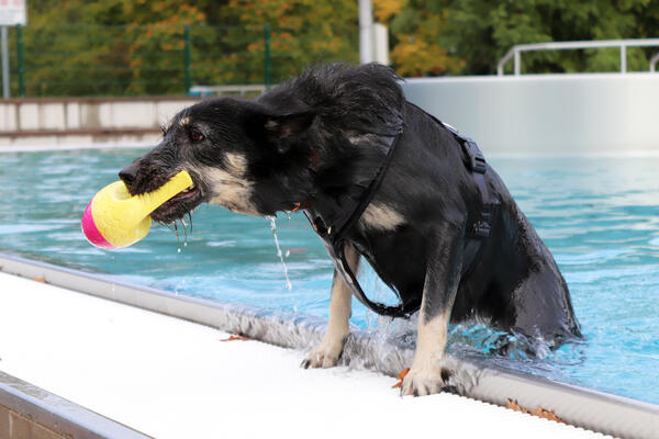 Ein Hund badet beim Hundeschwimmtag im Waldschwimmbad.