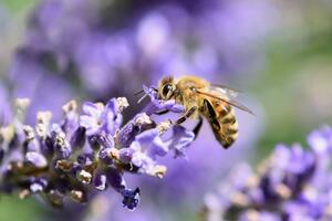 Bild vergrößern: Biene am Lavendel.