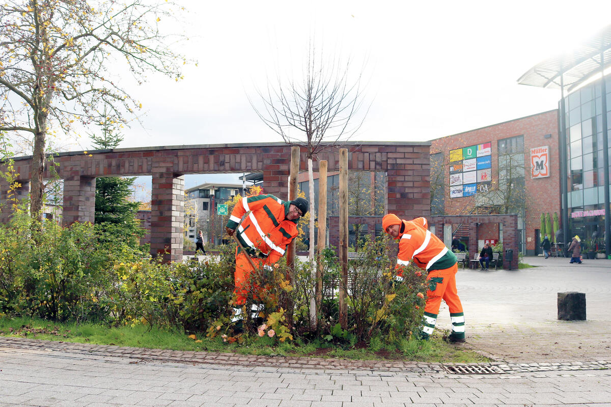Mitarbeiter der Städtischen Betriebe pflanzen Bäume.